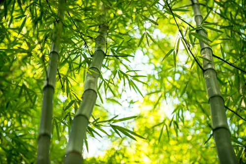 tanaman bambu